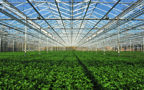 在農業生產中鎂肥有什么作用